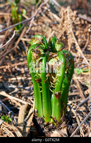 Matteuccia Struthiopteris, Strauß Farn, Federball Farn Stockfoto