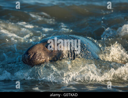Graue Robbe (halichoerus grypus) im Meer, Norfolk, England, Vereinigtes Königreich Stockfoto