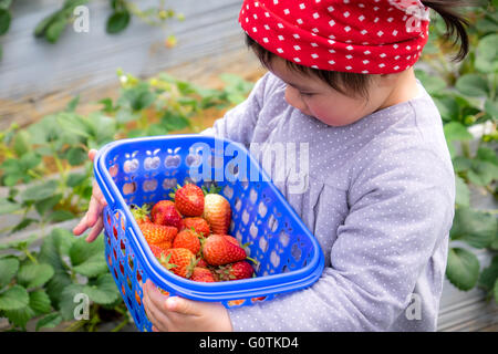 Mädchen mit Korb mit Erdbeeren, Yunnan, China Stockfoto