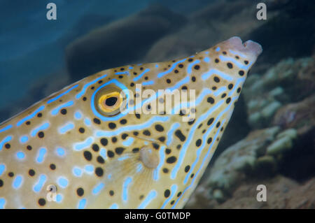 Porträt gekritzelt Feilenfisch, Besen-Tail-Datei, Broomtail Feilenfisch, Feilenfisch oder gekritzelt Fiiefish (Aluterus Scriptus) indischen Ozean, Stockfoto