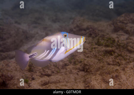 Balken-Drückerfisch, Picasso Drückerfische, Picassofish, Jamal oder Lagune Drückerfisch (Rhinecanthus Aculeatus) Indischer Ozean Stockfoto