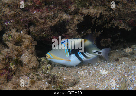 Balken-Drückerfisch, Picasso Drückerfische, Picassofish, Jamal oder Lagune Drückerfisch (Rhinecanthus Aculeatus) Indischer Ozean Stockfoto