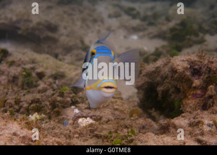 Balken-Drückerfisch, Picasso Drückerfische, Picassofish, Jamal oder Lagune Drückerfisch (Rhinecanthus Aculeatus) Indischer Ozean Stockfoto