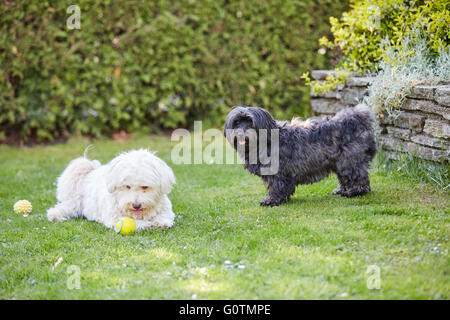 Schwarz / weiß Havaneser Hunde spielen im Garten Stockfoto