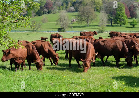 rot-Umfrage Milchvieh auf Bayfield Hall Estate, North Norfolk, england Stockfoto