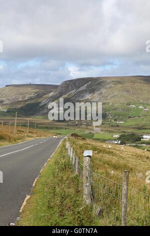 Rush Hour in Irland, Schafe auf einer Landstraße, Mayo Stockfoto