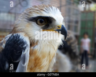 Junge geschultert Schwarzmilan (Elanus Axillaris) in Käfig gehalten. Stockfoto