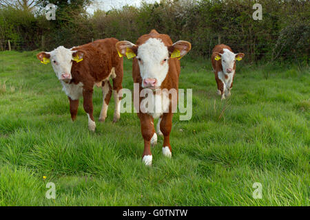 Drei Hereford Kälber in Wiesen in der Nähe von Aylsham in Bure Valley Norfolk Stockfoto