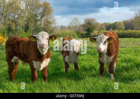 drei Hereford Kälber in Wiesen in der Nähe von Aylsham in Bure Valley Norfolk Stockfoto