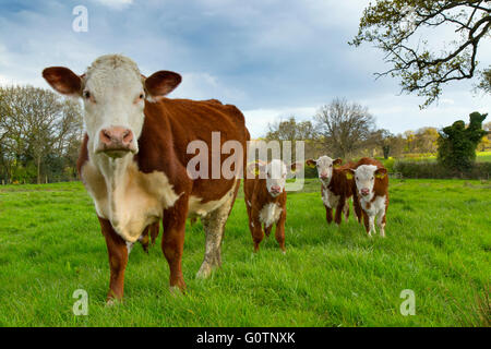 Hereford-Rinder in Norfolk Wasser Wiesen in der Nähe von Aylsham in Bure Valley Stockfoto