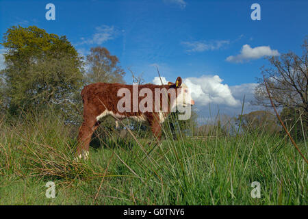 Hereford Kälber in Wiesen in der Nähe von Aylsham in Bure Valley Norfolk Stockfoto