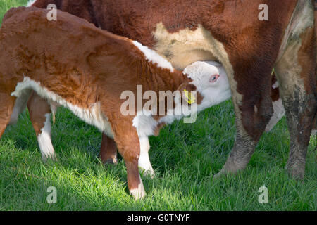 Hereford Kälber in Wiesen in der Nähe von Aylsham in Bure Valley Norfolk Stockfoto