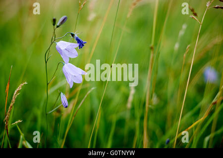 Eine Glockenblume, Campanula Rotundifolia, Blüte vor dem Hintergrund der Gräser auf einer Wiese in North Yorkshire. VEREINIGTES KÖNIGREICH. Stockfoto