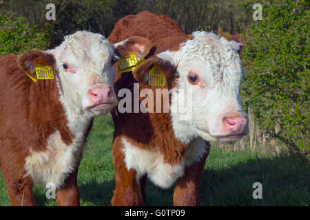 Hereford Kälber in Wiesen in der Nähe von Aylsham in Bure Valley Norfolk Stockfoto