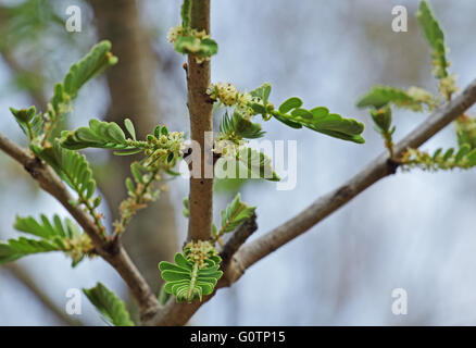 Blühende Pflanze, indische Stachelbeere, Phyllanthus Emblica. Auch als GwG in Indien Stockfoto