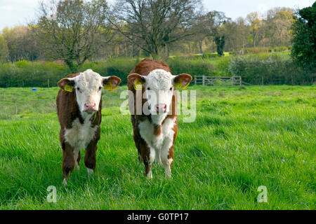 Hereford Kälber in Wiesen in der Nähe von Aylsham in Bure Valley Norfolk Stockfoto