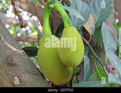 Nahaufnahme von Jack Früchte (Artocarpus Heterophyllus) aus Indien. Auch genannt Chakka in Kerala, wo die Frucht entstanden Stockfoto