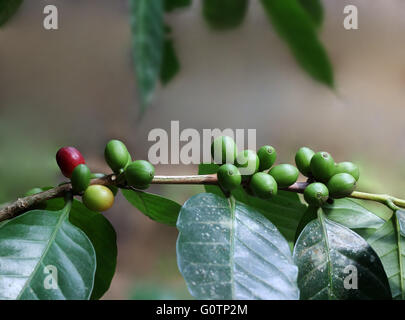 Reife Bio Kaffeebohnen aus einer Plantage im südlichen Bundesstaat Kerala in Indien Stockfoto