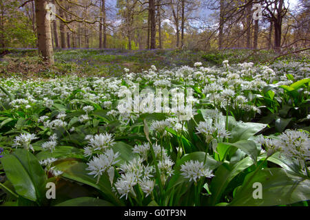 Bärlauch Allium Ursinum wächst unter den Glockenblumen in Norfolk Wald Stockfoto