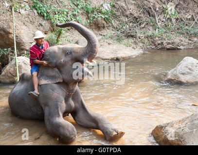 Elefanten reiten Baden Erfahrung im Elephant Kingdom in Chiang Rai Thailand Touristen posiert Stockfoto