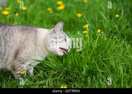 Hungrige graue Katze essen Rasen und Weiden im freien Stockfoto