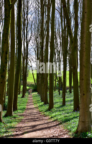 Buche Baum Holz North Somerset Landschaft in der Nähe von Brockley, Bristol, UK Stockfoto