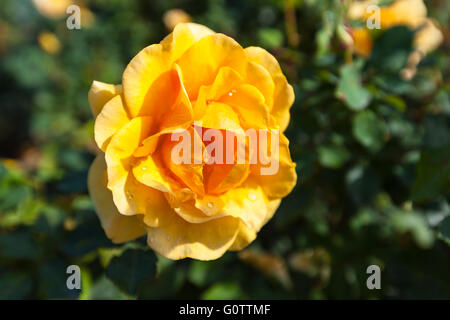 Nahaufnahme der gelbe Rose mit Tautropfen, grünes Blatt im Hintergrund. Stockfoto