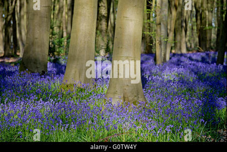 Ein Bluebell Holz auf dem Lande Hampshire, England Stockfoto