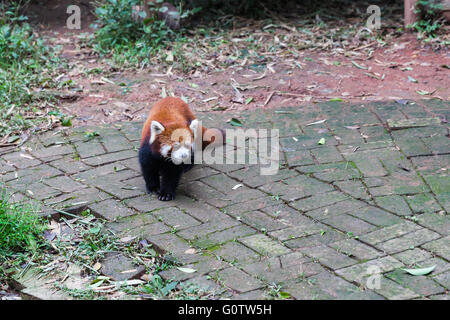 Funktionell Blick auf rot Red Panda (Ailurus Fulgens), auch als kleinere Panda. Stockfoto