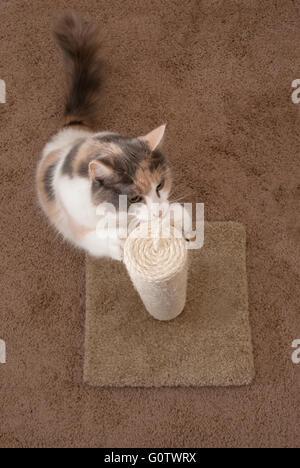 Draufsicht eines Erwachsenen domestizierte Katze mit einem Kratzbaum auf dem braunen Teppich - Hochformat. Stockfoto