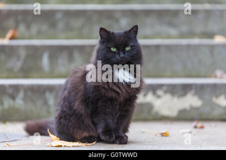 Porträt einer schwarzen Katze Woth gelbe Augen Stockfoto