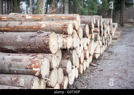 Stämme der Bäume geschnitten und gestapelt im Wald, auf der Seite der Wanderweg Stockfoto