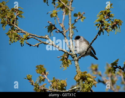 Männliche eurasischen Mönchsgrasmücke (Sylvia Atricapilla) im Frühjahr. UK Stockfoto