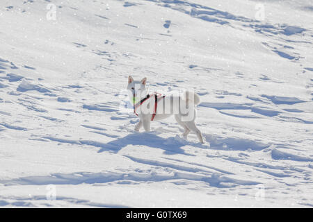 Niedlichen weißen Hund mit Tennis Ball im Mouuth stehen im Schnee Stockfoto