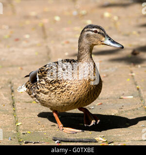 Weibliche Stockente auf einem Pfad am alten Moor Dearne Valley Barnsley South Yorkshire England Vereinigtes Königreich UK Stockfoto