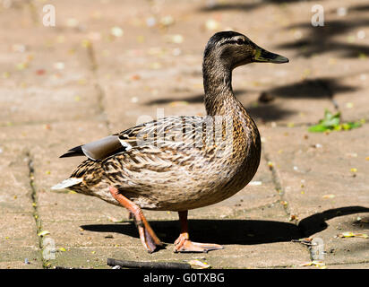 Weibliche Stockente auf einem Pfad am alten Moor Dearne Valley Barnsley South Yorkshire England Vereinigtes Königreich UK Stockfoto