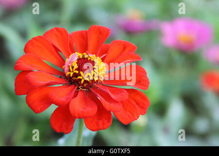 Nahaufnahme eines einzigen, brilliant orange Zinnia Blume im Garten Stockfoto