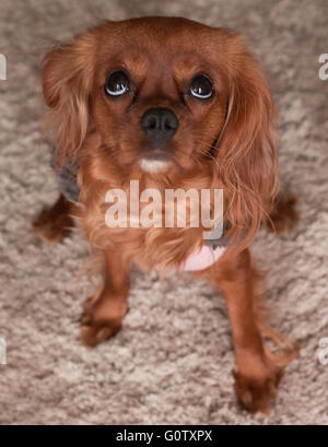 King Charles Cavalier Spaniel Welpen Stockfoto
