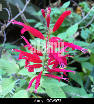 Salvia-Ananas-Salbei (Salvia Elegans) Stockfoto