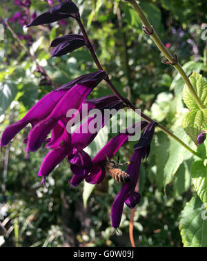 Salvia Black Knight Stockfoto