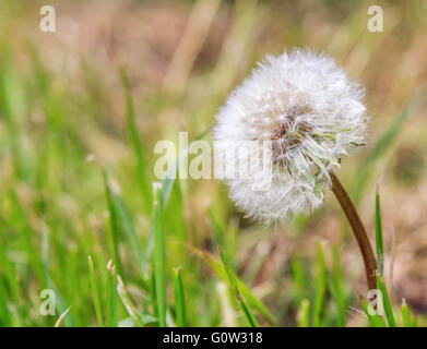 Löwenzahn Samen Kopf fangen die Sonne. Taraxacum ist eine große Gattung von Blütenpflanzen in der Familie Asteraceae. Stockfoto