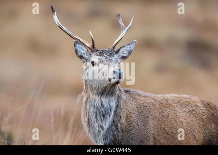 Erwachsene männliche Rothirsch Cervus Elaphus Blick in die Kamera Stockfoto