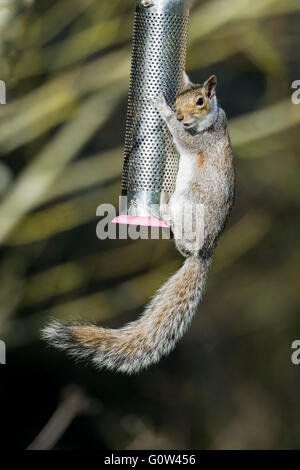 Eichhörnchen Sie grau Sciurus Carolinensis ernähren sich von einer hängenden Vogelhäuschen Stockfoto