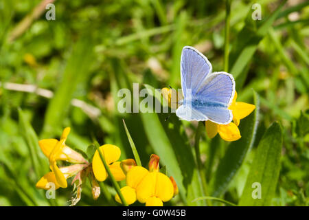 Gemeinsame blaue Schmetterling Polyommatus Icarus Fütterung auf Bird es Foot Trefoil Lotus corniculatus Stockfoto