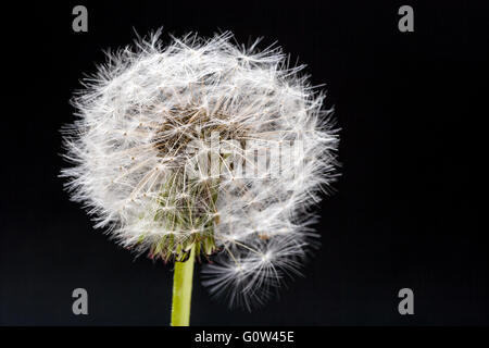 Löwenzahn Taraxacum Officinale Saatgut Kopf gegen einen schwarzen Hintergrund im studio Stockfoto