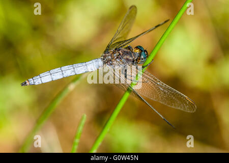 Gekielte Abstreicheisen Libelle Orthetrum Coerulescens thront auf Reed Stamm Stockfoto