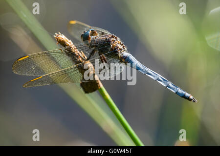 Gekielte Abstreicheisen Libelle Orthetrum Coerulescens thront auf Reed Stamm Stockfoto
