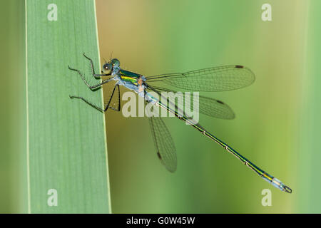 Männliche Emerald Damselfly Lestes Sponsa ruht auf Reed Stamm Stockfoto