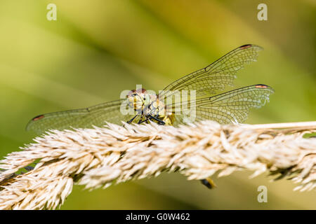 Weibliche Ruddy Darter Libelle Sympetrum sanguineum Stockfoto