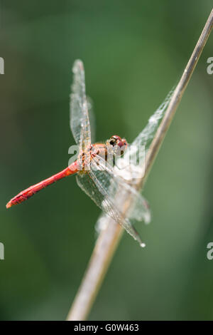 Männliche Ruddy Darter Libelle Sympetrum sanguineum Stockfoto